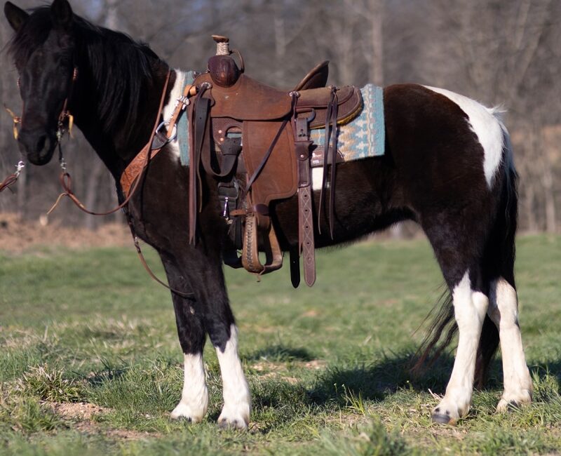 Piper - Black And White Spotted Missouri Fox Trotter