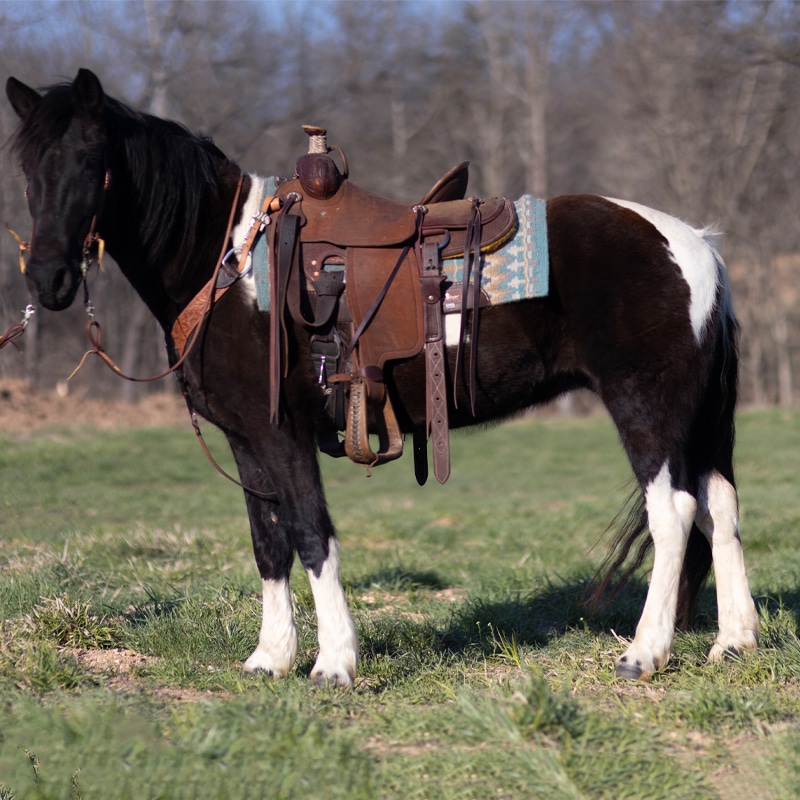 Piper - Black And White Spotted Missouri Fox Trotter