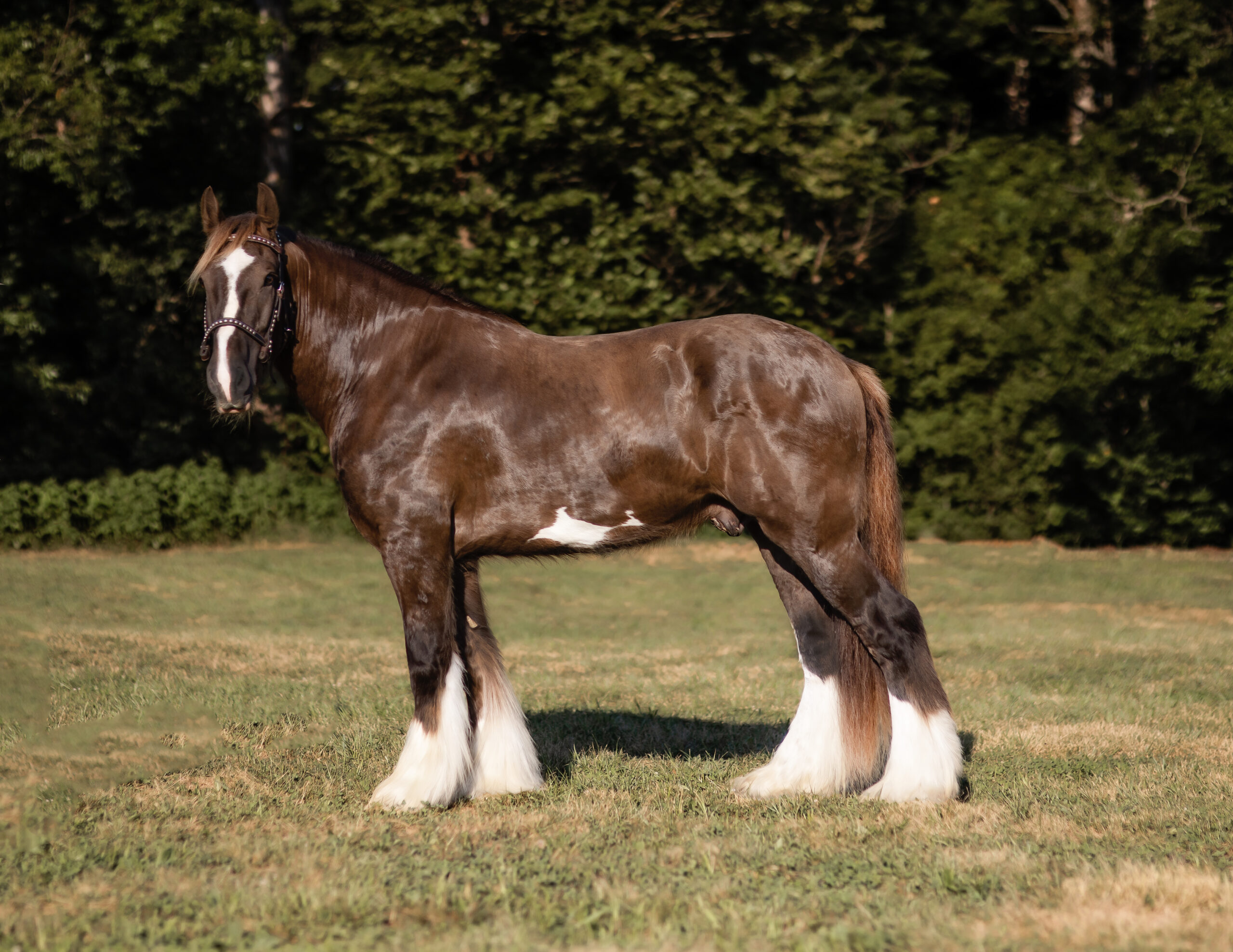 Hercules Registered Drum Horse Lucky D Ranch