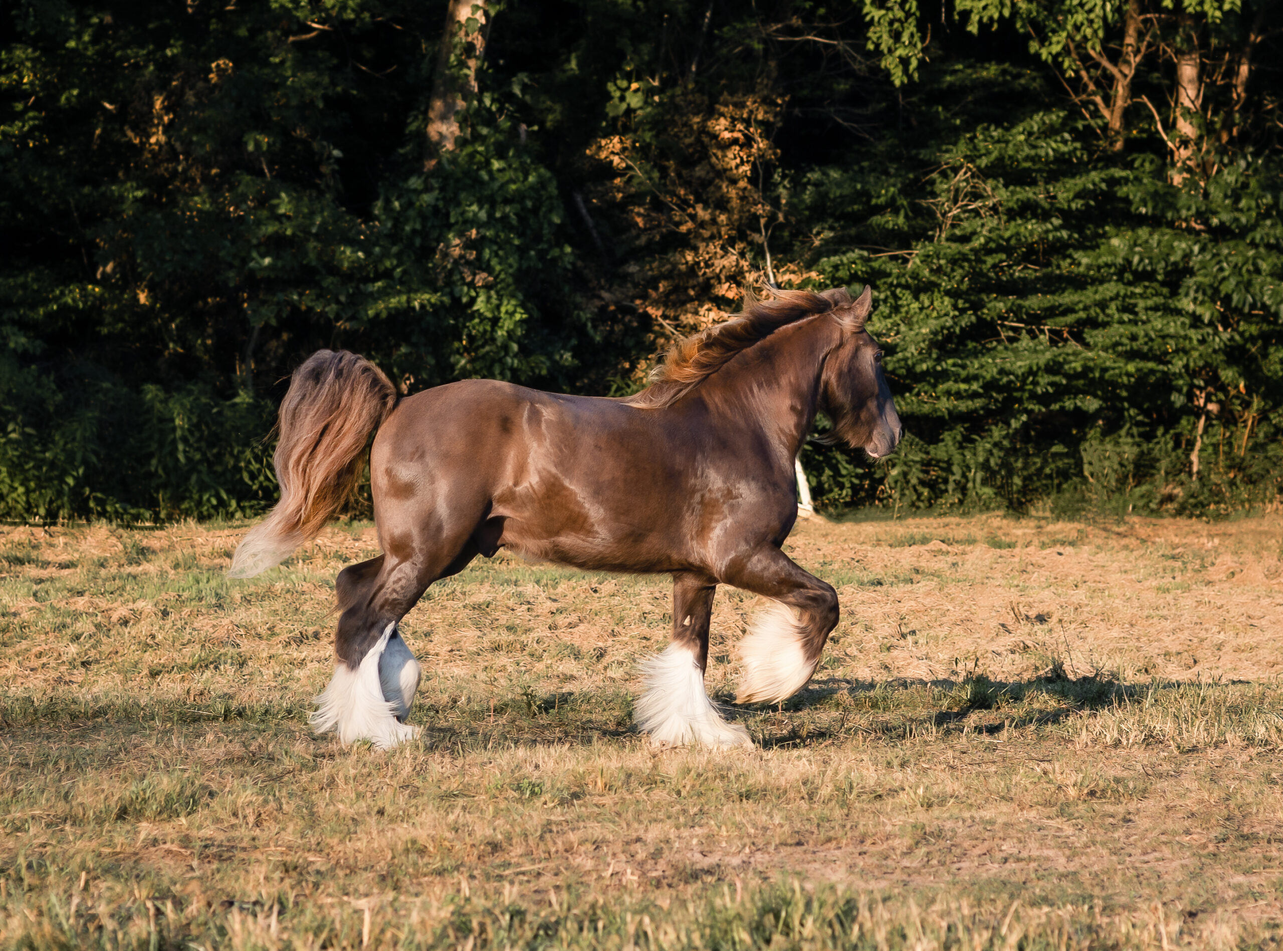 Hercules Registered Drum Horse Lucky D Ranch